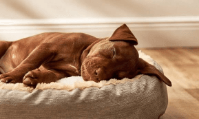 A dog asleep in its bed